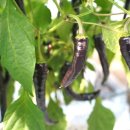 광재농장 이미지