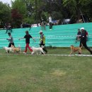 산호애견 이미지