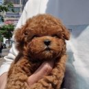 강아지꿈 | 부천 강아지분양후기, 꿈에 그리던 가족과의 첫 만남 이야기