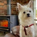 댕댕이숲 이미지