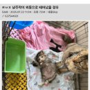 외동 이미지