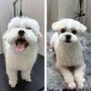 젠틀독 | 대전 말티즈 전체 가위컷 테디컷 위력, 분위기 180도 반전 젠틀독
