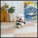 루이펫샵 이미지