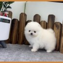 앙쥬펫 강아지분양 은평구점 이미지