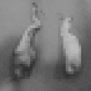 네오메디컬동물병원 이미지