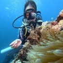 한국CNC | 세부 CNC DIVE RESORT 오픈워터+어드밴스 다이빙 라이센스 취득 내돈내산 리얼후기