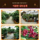 (주)시실리