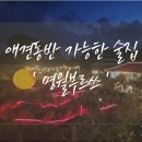 명월부르쓰 | [제주/한림] 애견동반 가능한 분위기 좋은 술집 ' 명월부르쓰'