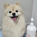 샴푸하는강아지 이미지