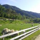 우리한우 철원목장 이미지