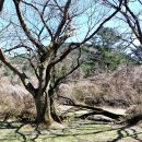 제주불교성지 순례길 절로 가는길 - 지계의 길 이미지