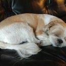 나니이모 이미지