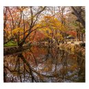 선운사 단풍 이미지