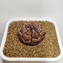 데이드림 이미지