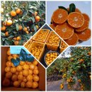 장용농장 이미지