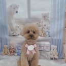 사월의 그루밍 이미지