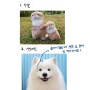 키먼트