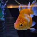 베타봉봉 이미지