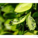 아침이슬 이미지