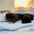 하인츠동물병원 이미지