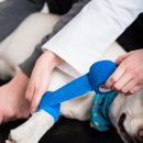 동물병원 움 이미지