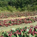 해송농장 이미지