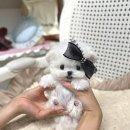 메종드퍼피 이미지