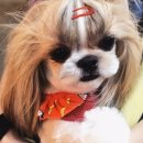 스킨앤이어동물병원 이미지