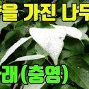 개다래나무(목천요,목천요자)- 영리한개다래,나물과 중풍,신장병,통풍,요로결석등에 효능있는 나무약초 조회수 1.5천회 3년 전 이미지