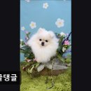 몽글댕글