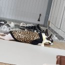 다보노 이미지