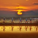 pet for you 이미지