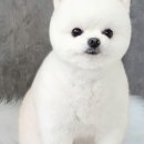 셀린 펫 살롱 이미지