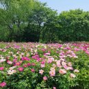 드림파크 이미지