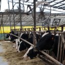 대연목장 이미지