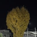 세븐일레븐 원주문막건등로점 | 원주 문막 맛집 예지헌 현지인추천 차돌짬뽕 탕수육 중화요리