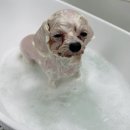 굿댕스쿨 이미지