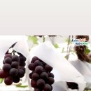 🍇천안 입장거봉포도축제 안내드립니다🍇 이미지