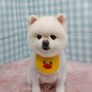 펫피파니 이미지