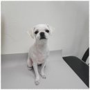 우리집 멍뭉 이미지