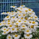 제경농장 | 샤스타데이지 꽃차만들기, 샤스타데이지꽃, 샤스타데이지꽃차