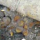 금화클린 네이버블로그
