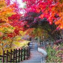 🏹 철암 단풍군락지 🍁 이미지