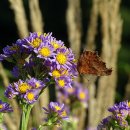 쑥부쟁이 이미지