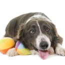 엔케어동물의료센터 이미지