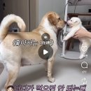 21세기 대공부인 안보는데 이거 짜친다 (스퍼인지아닌지모르겟지만 암튼 주의) 이미지