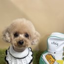 러블리펫샵 이미지