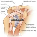 상완이두근 건염 진단검사 Abbott-Saunders Test -＞ Gilcrest sign 이미지