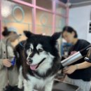 부산애견미용 이미지