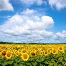 해바라기발전소 이미지